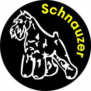 Наклейка на машину "Шнауцер версия 6. (Schnauzer). Собака в машине. Полноцветная"